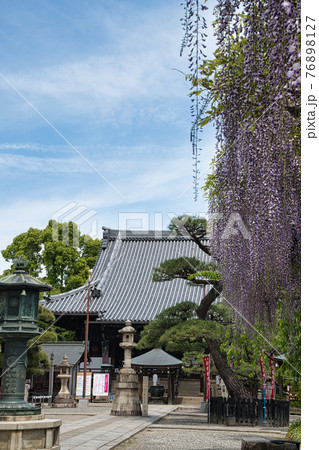 葛井寺 藤棚と本堂(大阪府藤井寺市藤井寺) 葛井寺 藤棚と本堂(大阪府藤井寺市藤井寺) 76898127