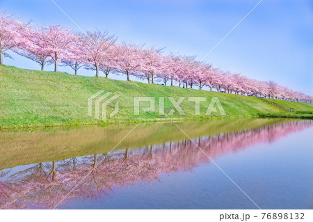 桜並木 76898132