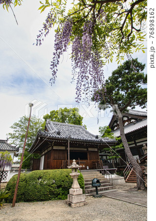 葛井寺 藤棚と護摩堂 (大阪府藤井寺市藤井寺) 葛井寺 藤棚と護摩堂 (大阪府藤井寺市藤井寺) 76898162