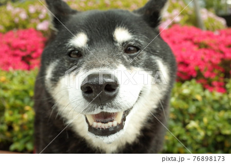 笑顔の黒柴犬 笑顔の黒柴犬 76898173