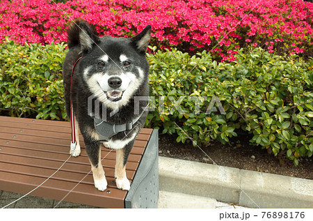 ご機嫌な黒柴犬 ご機嫌な黒柴犬 76898176