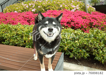 歯を見せて笑う黒柴犬 76898182