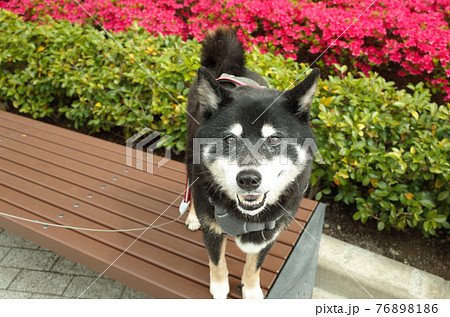 黒柴犬 黒柴犬 76898186