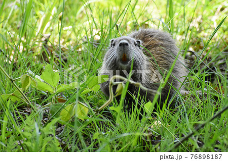 山田池公園 山田池公園 76898187