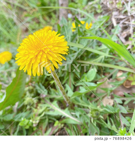 春の黄色いたんぽぽの写真素材