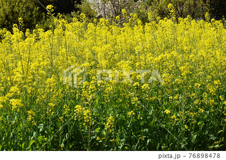 山田池公園 山田池公園 76898478