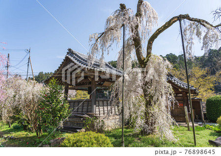 大野寺の鐘楼と枝垂桜 大野寺の鐘楼と枝垂桜 76898645