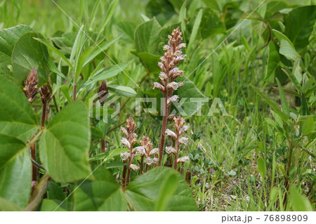 寄生植物ヤセウツボ 76898909