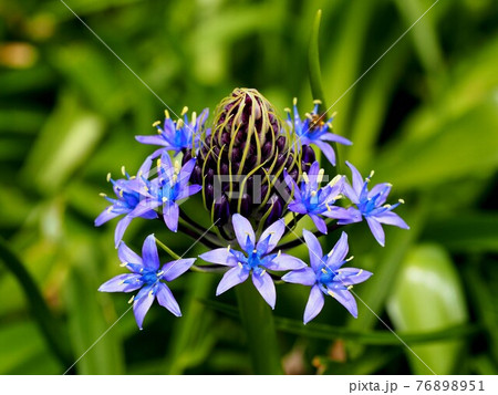 青いオオツルボの花と蕾のクローズアップ 76898951