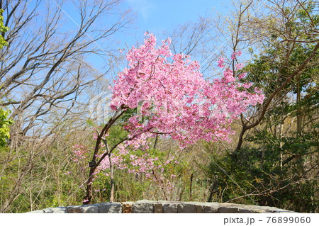 サクラの花 ヨウコウ サクラの花 ヨウコウ 76899060