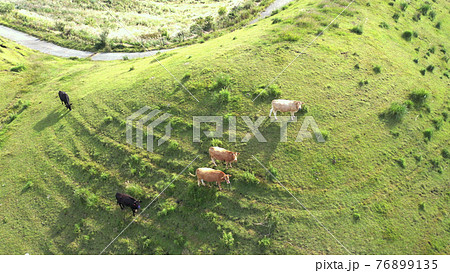 阿蘇の草原牛 76899135