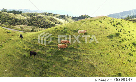 阿蘇の草原牛 阿蘇の草原牛 76899147