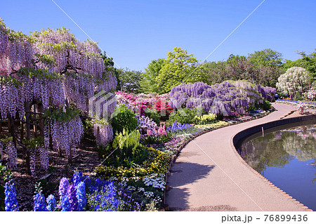 2021年 あしかがフラワーパーク 紫藤とうす紅藤 2021年 あしかがフラワーパーク 紫藤とうす紅藤 76899436
