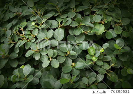 Green leaves texture background Green leaves texture background 76899681