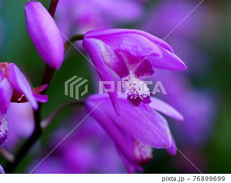 シラン（紫蘭）の花と蕾のクローズアップ 76899699
