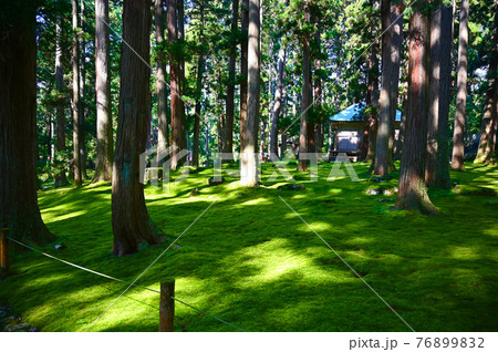 平泉寺白山神社　拝殿と苔　勝山市 76899832