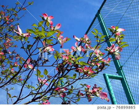 日差しの中のピンクのハナミズキ 日差しの中のピンクのハナミズキ 76899865