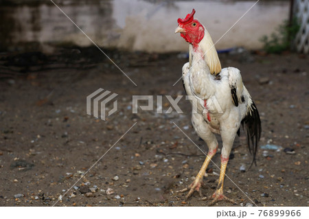 The family fighting hen is rest in farm at thailand 76899966