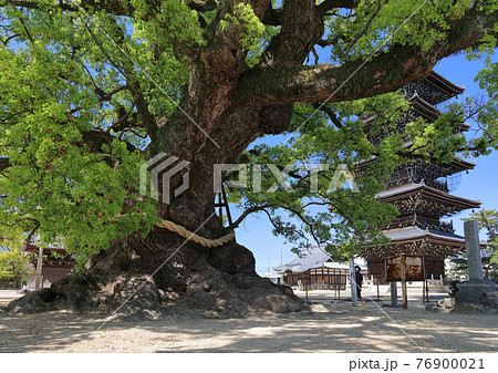 四国霊場第75番札所「善通寺」東院（伽藍）の大楠と五重塔 76900021