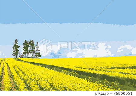 大きな菜の花畑のイラスト素材