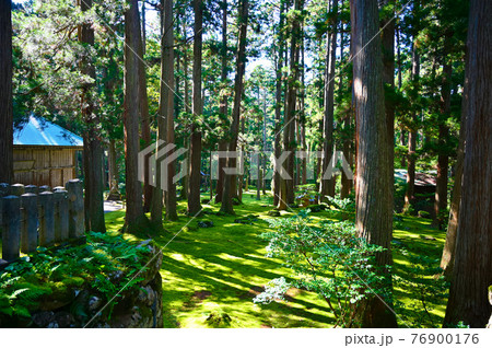 平泉寺白山神社　苔の境内　勝山市 76900176