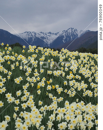 花の絶景 一面の花畑と木曽駒ヶ岳の写真素材