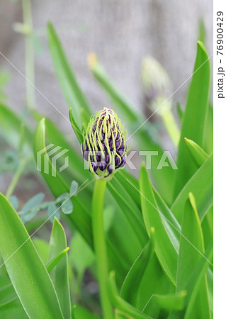 大蔓穂(オオツルボ)の蕾 シラー・ペルビアナ 大蔓穂(オオツルボ)の蕾 シラー・ペルビアナ 76900429