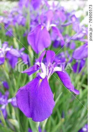 アヤメ　あやめ 76900573