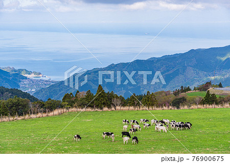 静岡県 西天城高原 牧場の家 放牧場の牛の写真素材