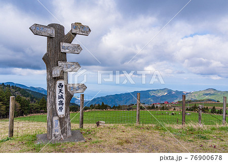 （静岡県）西天城高原「牧場の家」　放牧場の牛 76900678