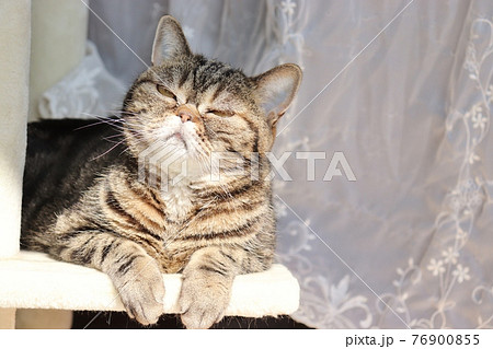春の陽気で眠気と戦う猫アメリカンショートヘアブラウンタビー 76900855