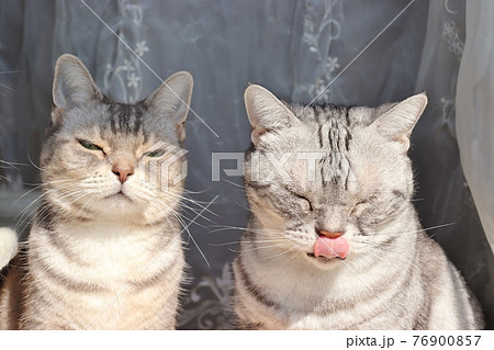 窓辺で井戸端会議中の猫アメリカンショートヘアブルータビーシルバータビー 76900857