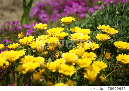 花畑 花畑 76900925