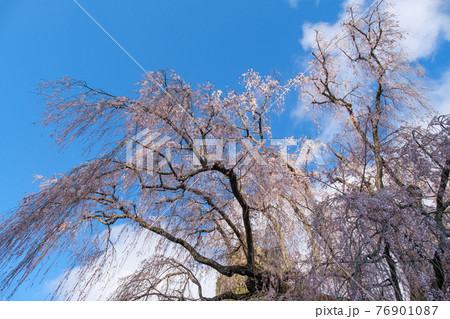 枝垂れ桜と青空 枝垂れ桜と青空 76901087