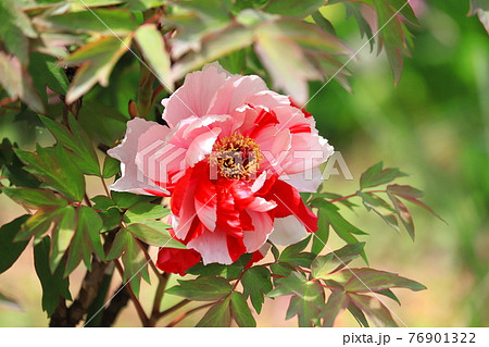 きれいな大輪のボタン　　　 76901322