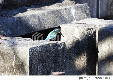 カワセミ コンクリートブロックに立って下を覗き込む カワセミ コンクリートブロックに立って下を覗き込む 76901464