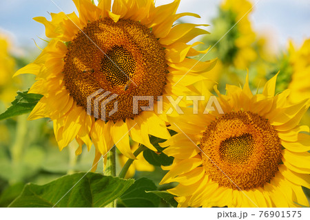 two golden inflorescences of sunflower close up, on a large field, the bees pollinating the two golden inflorescences of sunflower close up, on a large field, the bees pollinating the 76901575