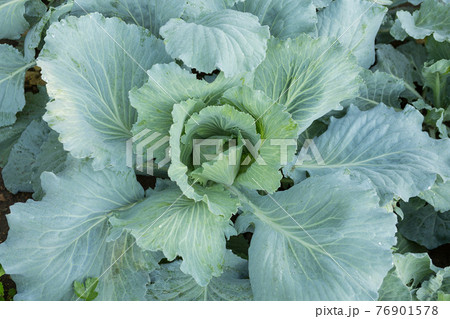young white cabbage in farmland, agriculture, flat lay, close-up 76901578