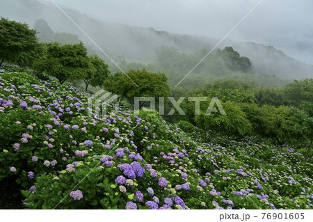 皆野町美ノ山公園　霧のアジサイ園 76901605