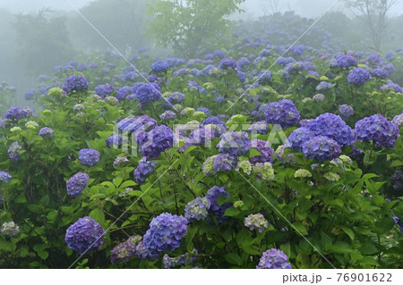 皆野町美ノ山公園　霧のアジサイ園 76901622