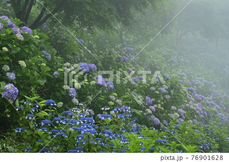 皆野町美ノ山公園　霧のアジサイ園 76901628