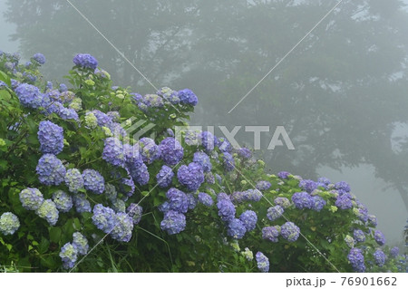 皆野町美ノ山公園　霧のアジサイ園 76901662