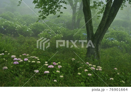 皆野町美ノ山公園　霧のアジサイ園 76901664