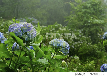 皆野町美ノ山公園　霧のアジサイ園 76901665