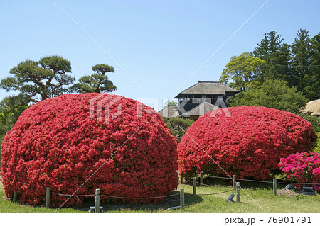 水戸市偕楽園の霧島ツツジの花と好文亭 水戸市偕楽園の霧島ツツジの花と好文亭 76901791