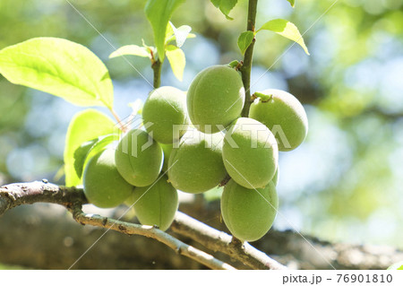 実を付けてきた小さな梅の実 実を付けてきた小さな梅の実 76901810