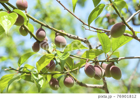 実を付けてきた小さな梅の実 実を付けてきた小さな梅の実 76901812
