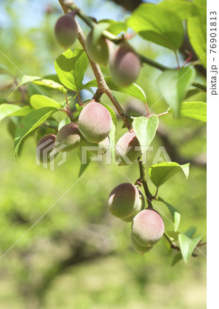 実を付けてきた小さな梅の実 76901813