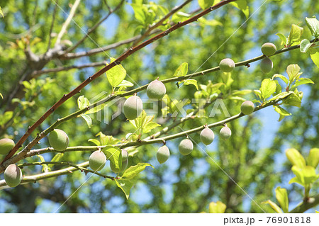 実を付けてきた小さな梅の実 76901818