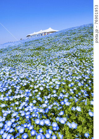 大阪まいしまシーサイドパーク　ネモフィラ祭り 76901953